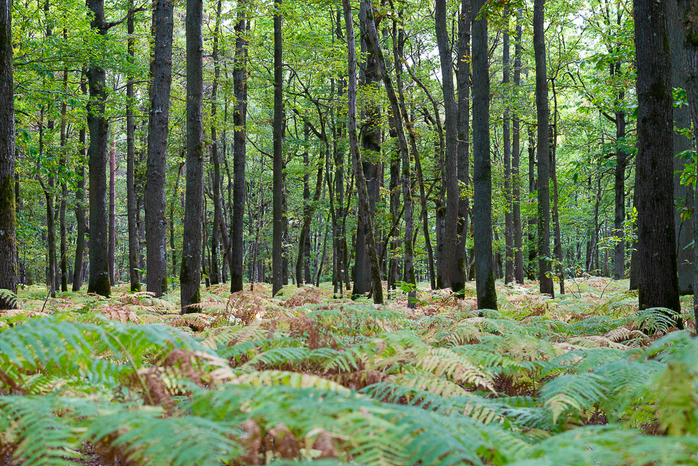 Dans la nature