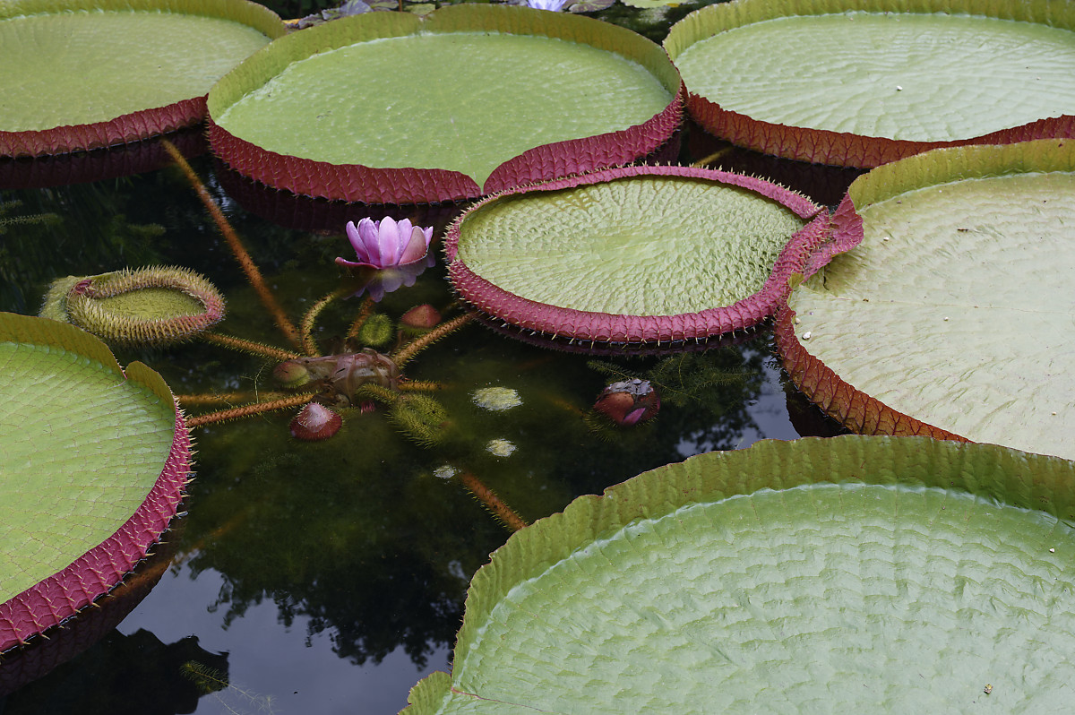 nénuphars Les jardins d'eau de Carsac