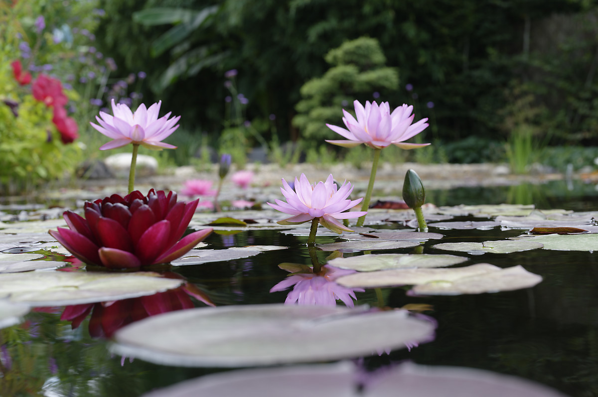 Les jardins d'eau de Carsac