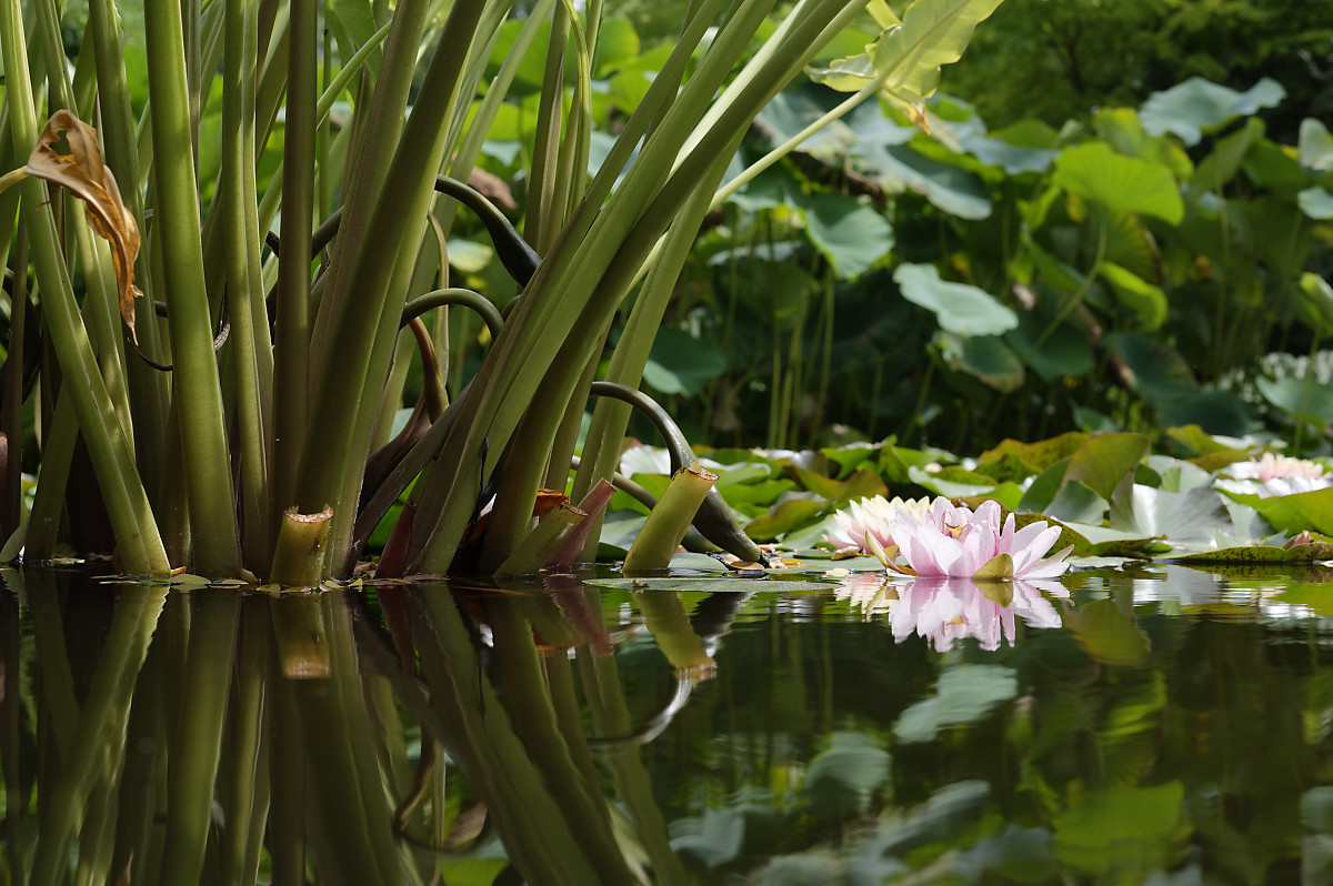 Les jardins d'eau de Carsac